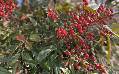 2026 はじまりに感謝を込めて 期間限定特別価格でのセッション