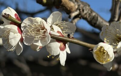 自分を責める思考がぴたっと止んだ・・・SEセッションの体験・・・