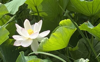 ときどき忘れてしまう